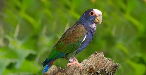 Pionus senilis