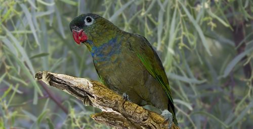 Pionus sordidus