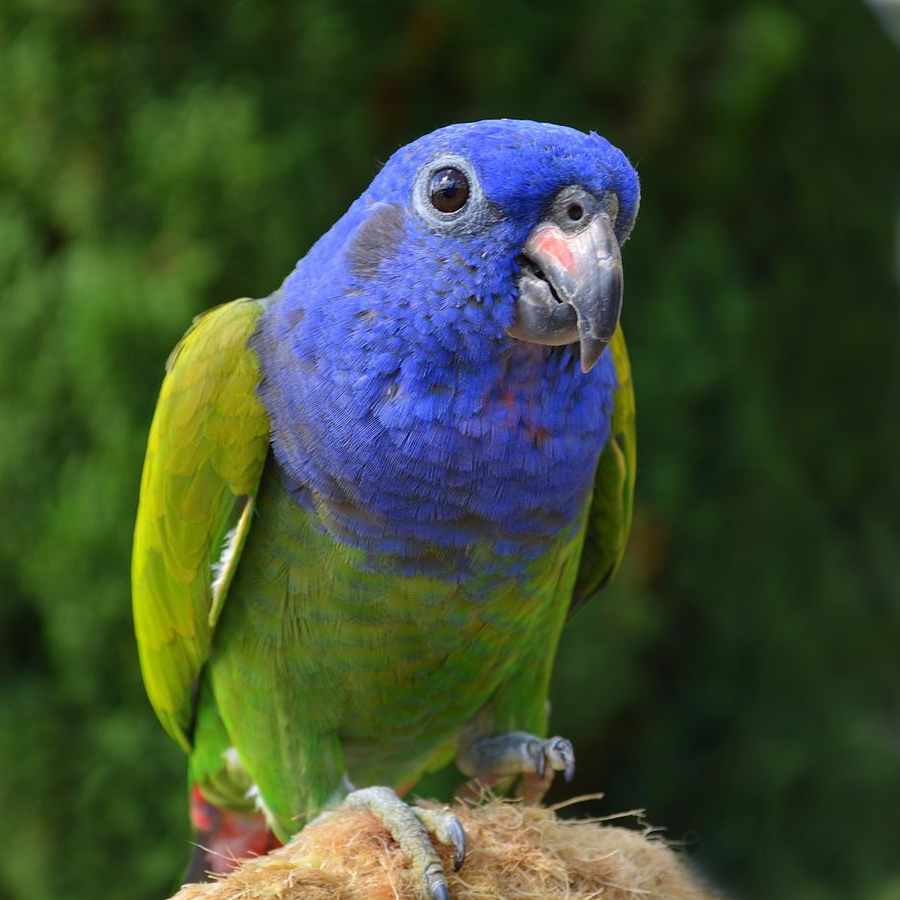 Pappagallo a testa blu (Pionus menstruus)