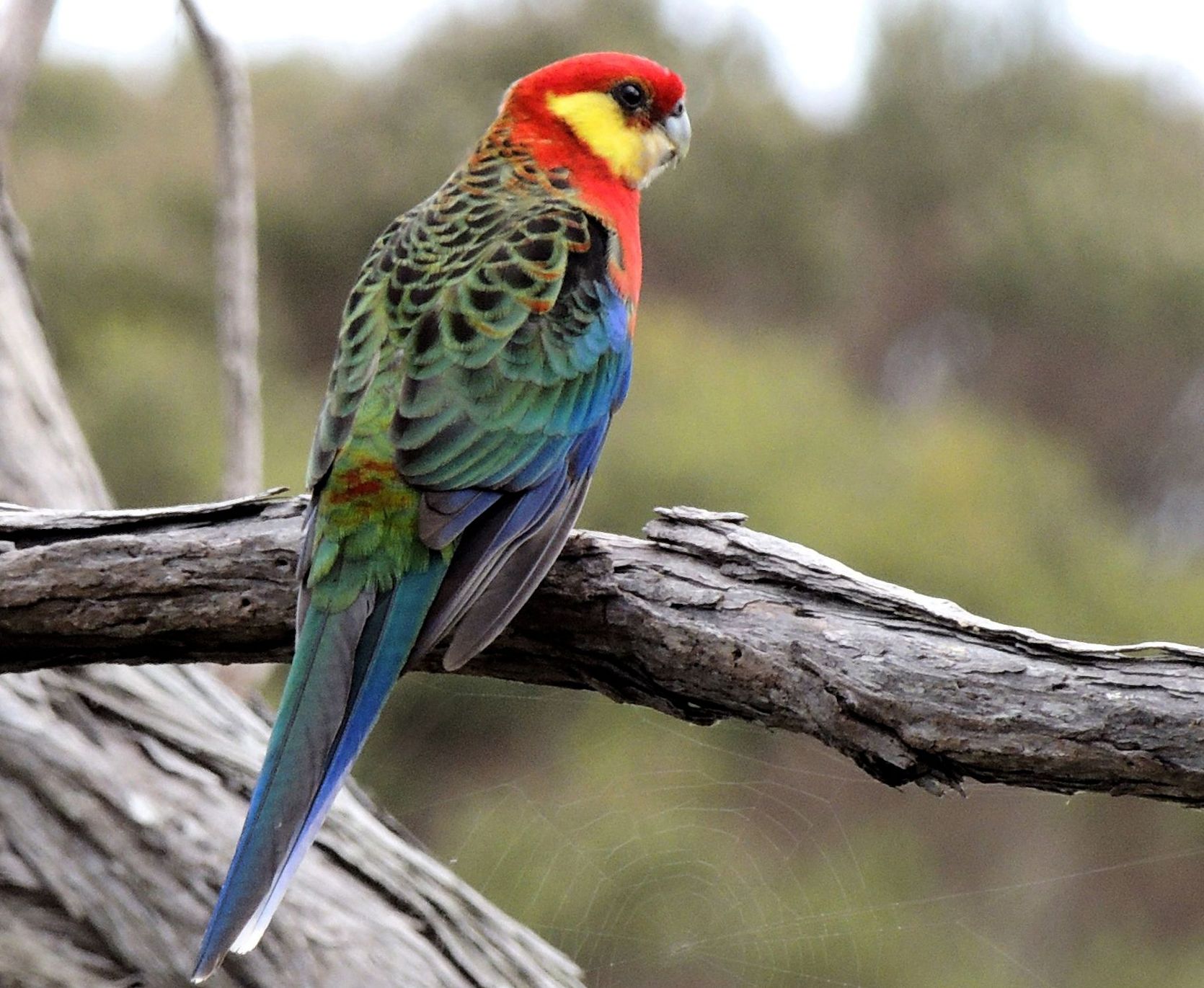 Rosella di Stanley (platycercus icterotis)