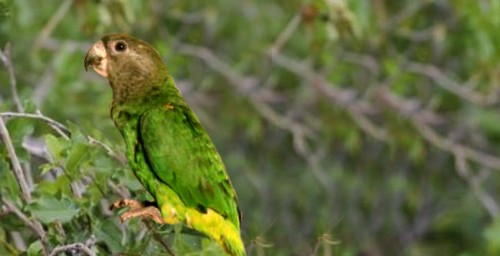 Poicephalus cryptoxanthus