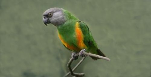 Poicephalus senegalus