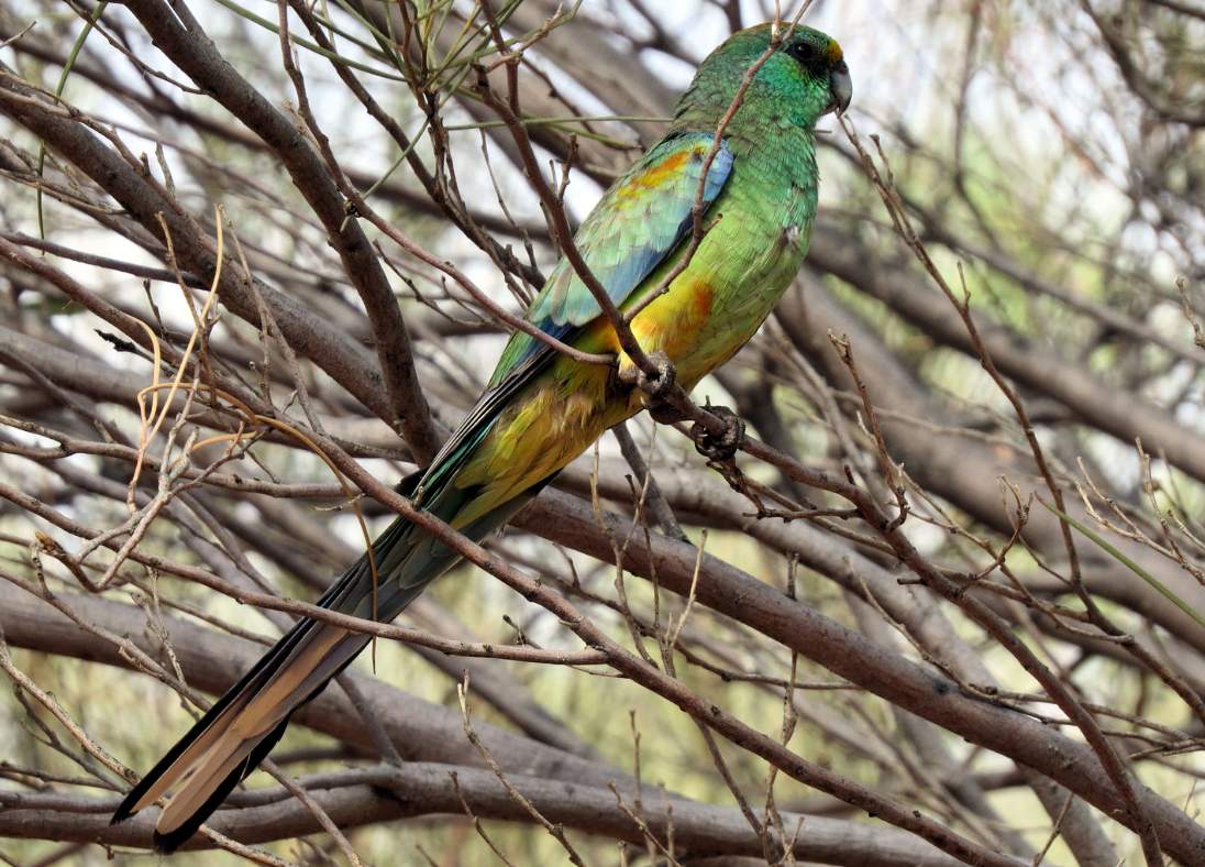 Parrocchetto multicolore (Psephotus varius)