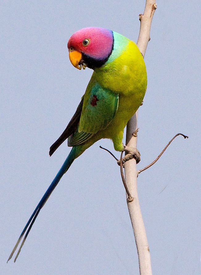 Psittacula cyanocephala (parrocchetto testa di prugna