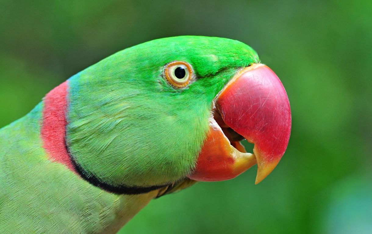 Pappagallo grande alessandrino (psittacula eupatria)