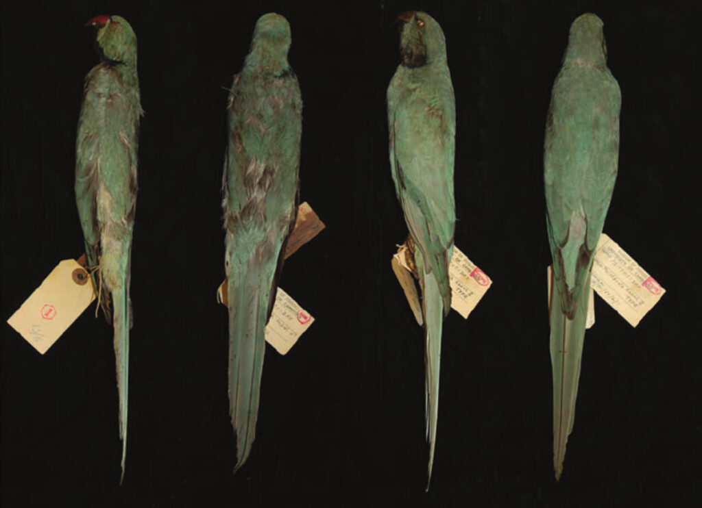 Parrocchetto di Newton - Psittacula exsul