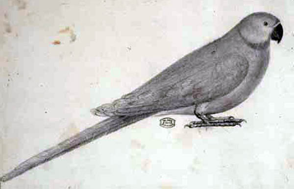 Psittacula exsul - Parrocchetto di Newton
