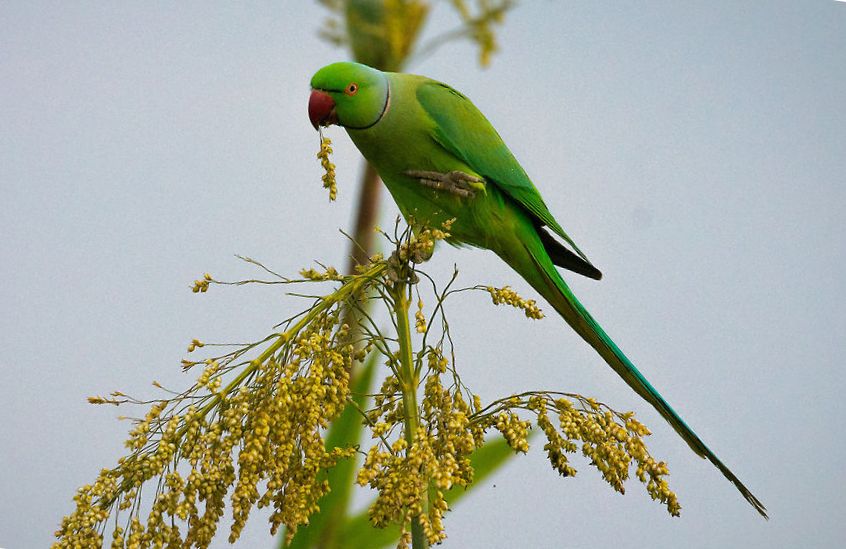 Parrocchetto dal collare (psittacula krameri)