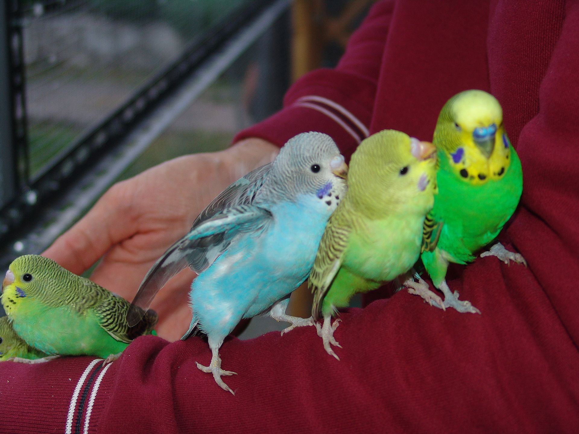 Pulli di cocorita (Melopsittacus undulatus)