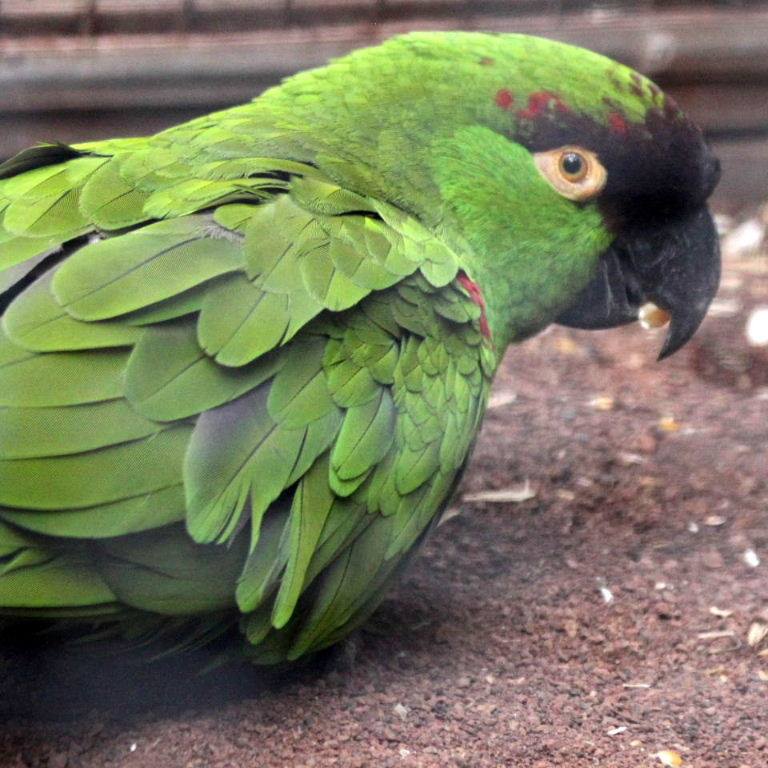 sottospecie terrisi (rhynchopsitta pachyrhyncha terrisi)