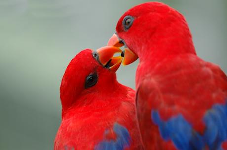 Accoppiamento e Riproduzione pappagalli