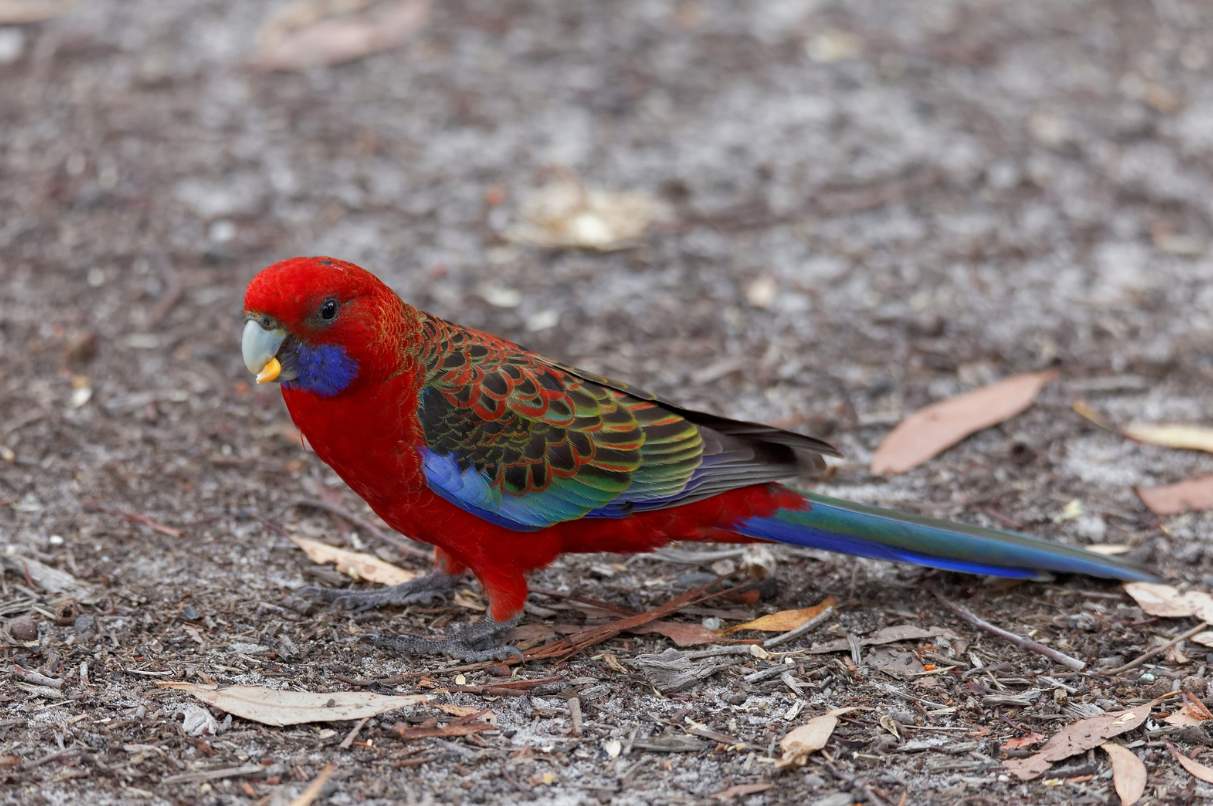 Rosella intermedia (Platycercus adelaide)