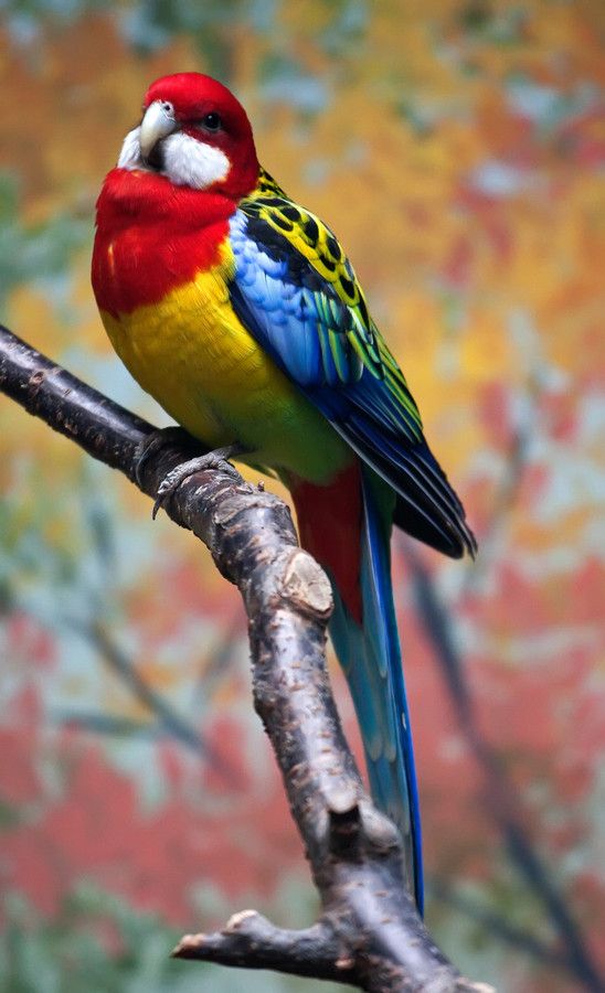 Rosella comune (Platycercus Eximius)