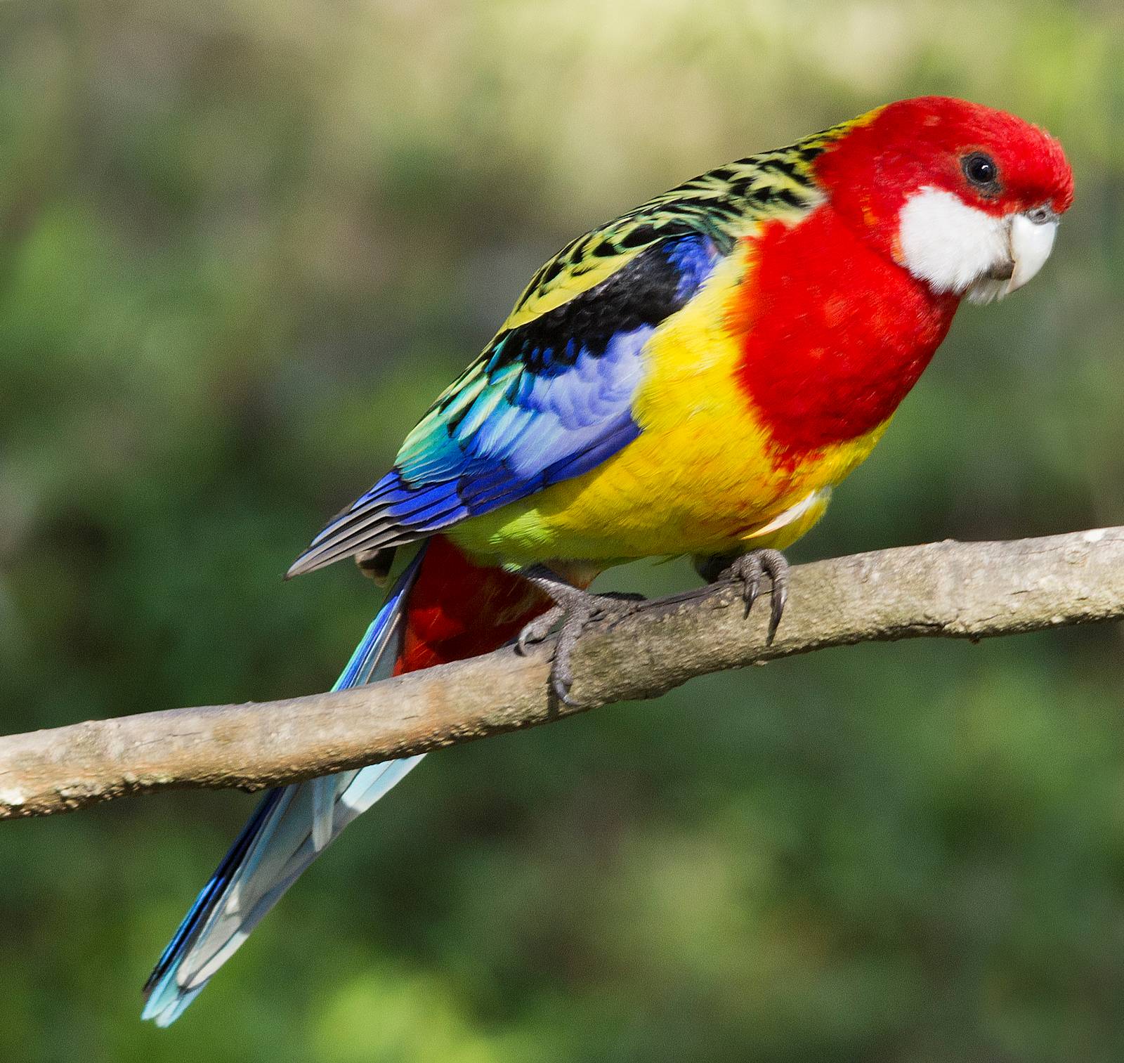 Rosella orientale (platycercus eximius)