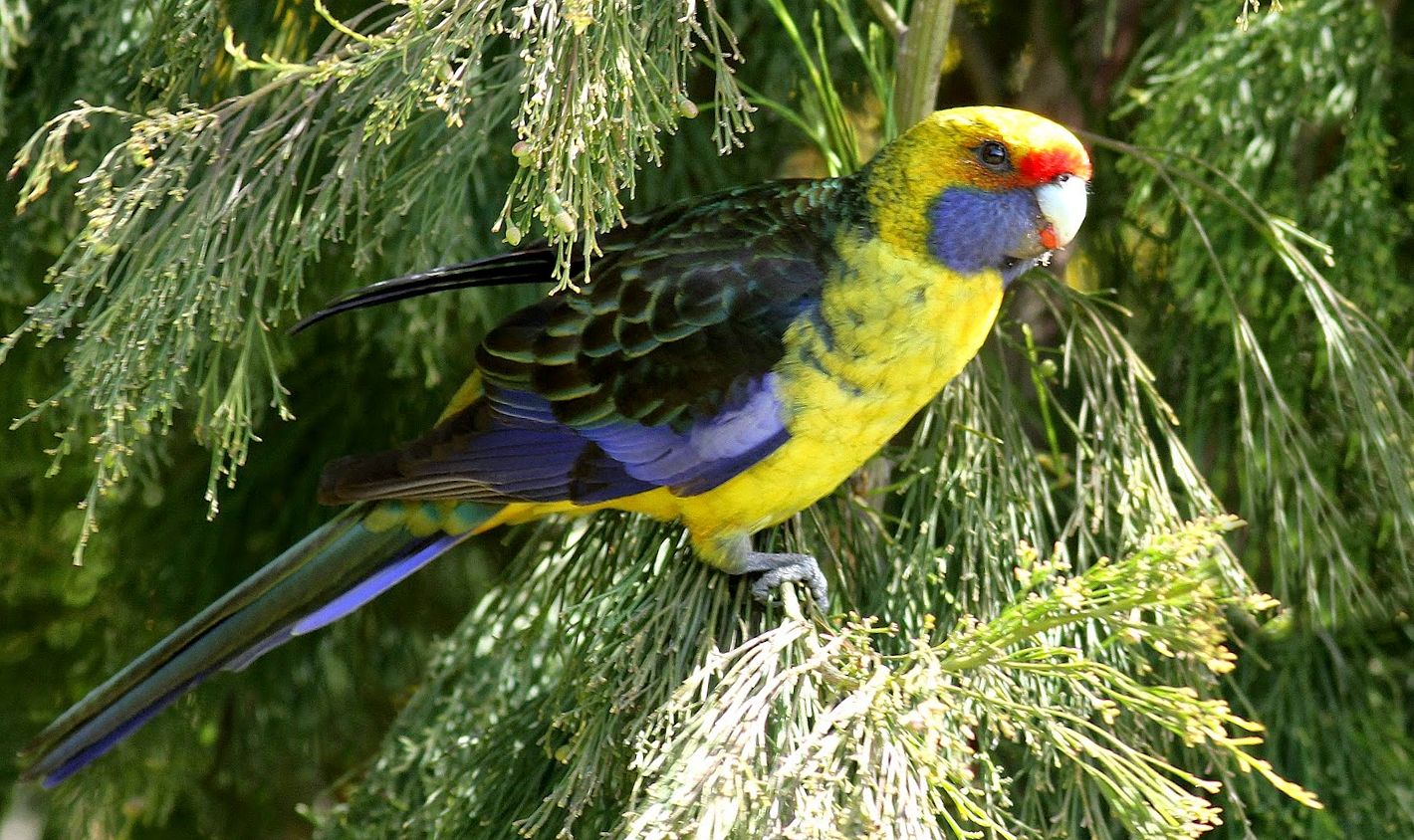 Rosella dal ventre giallo (platycercus caledonicus)