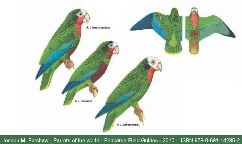 Sottospecie dell'amazzone di Cuba  (J.M. Forshaw - Parrots of the world - Princeton - 2010 - pag. 282)