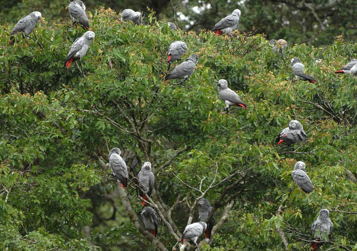 Stormo di pappagalli cenerini (psittacus erithacus)