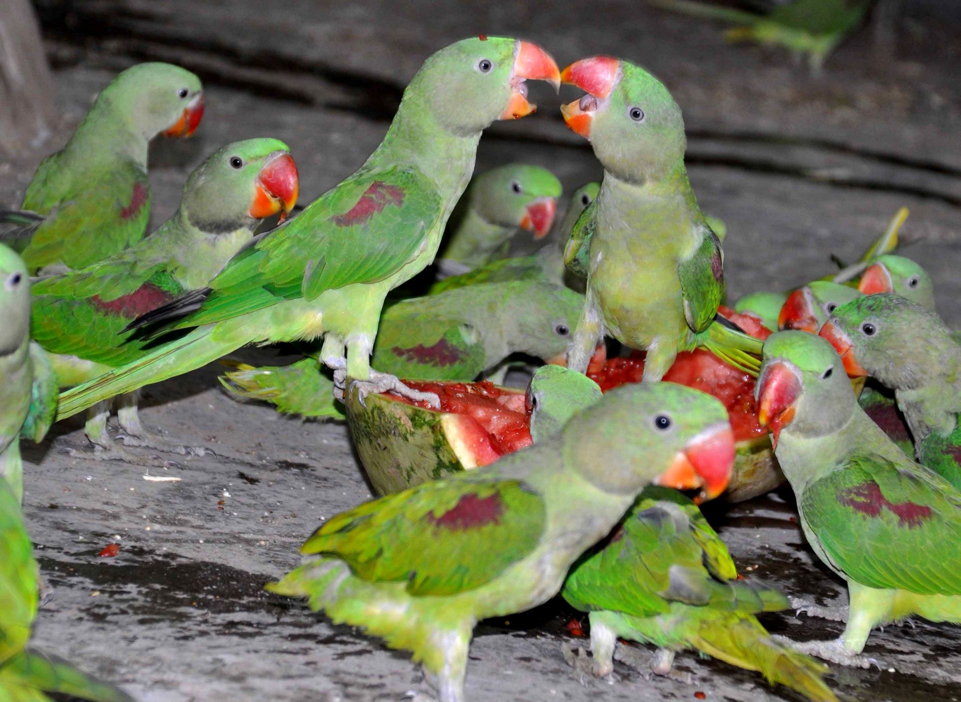 Stormo di grandi alessandrini (psittacula eupatria) si contende un cocomero