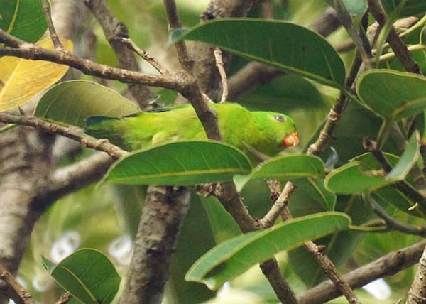 Loricolo gola gialla – Loriculus pusillus