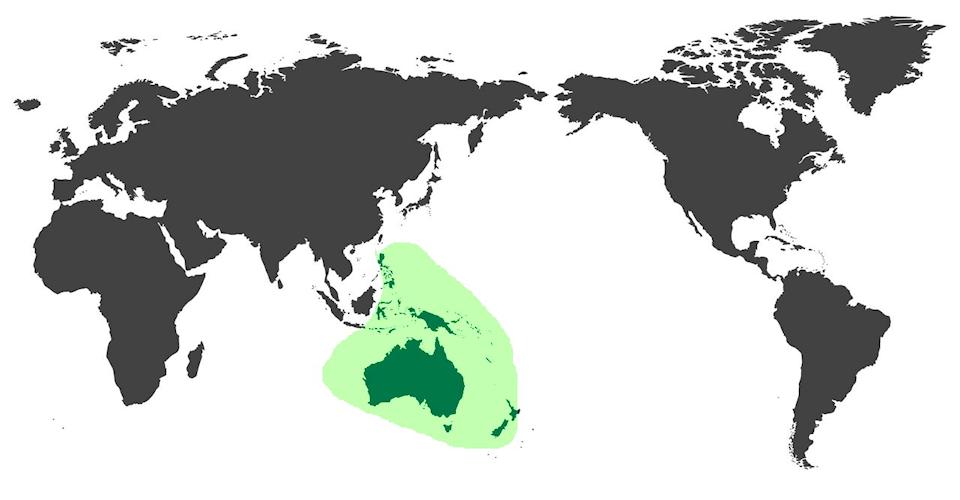 Specie Pappagalli Del Pacifico