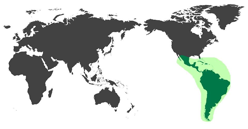 Specie Pappagalli Sudamericane