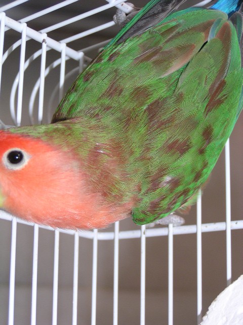 Agapornis Red Soffusion